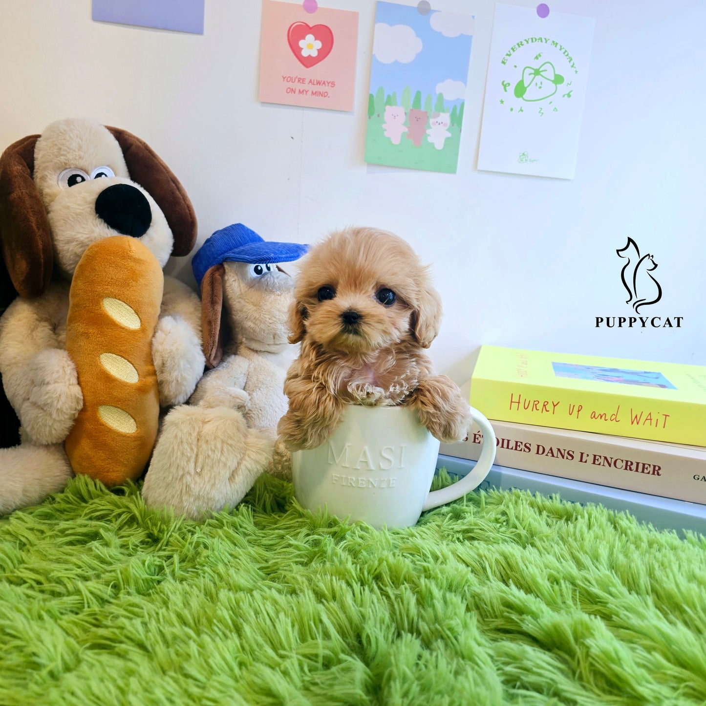 Mini Maltipoo for sale-Cherry