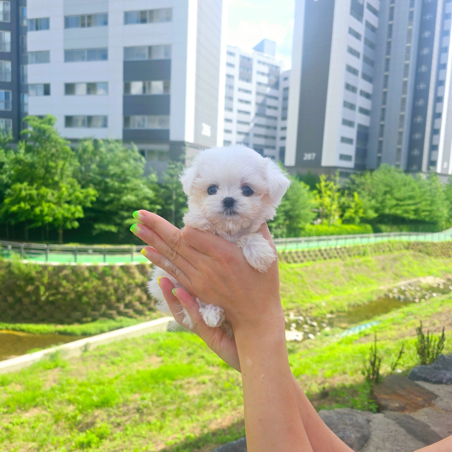 Mini Maltese for sale - Karina