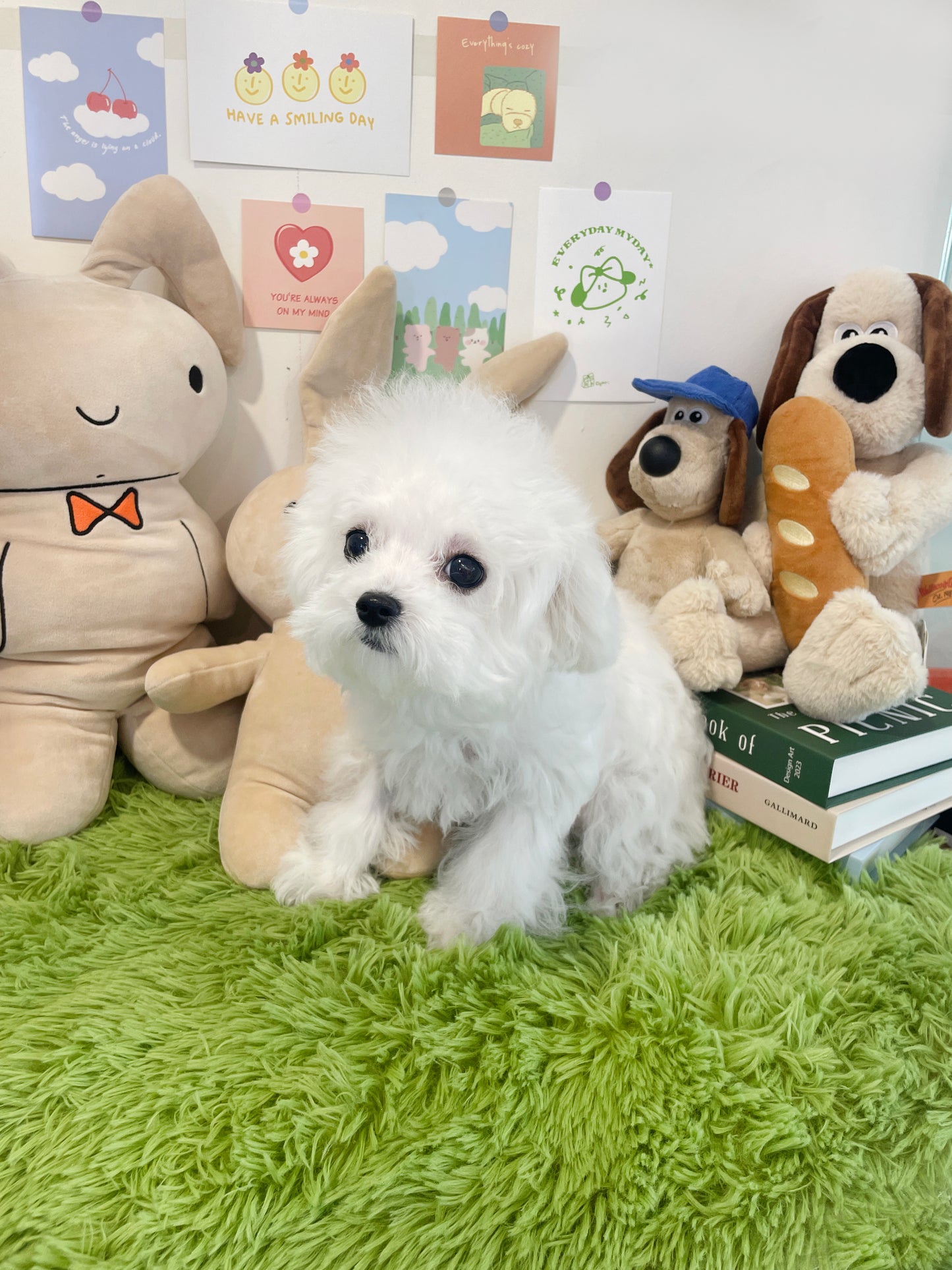 Mini Bichon Frise- PRADA (Singapore shipping fee included)