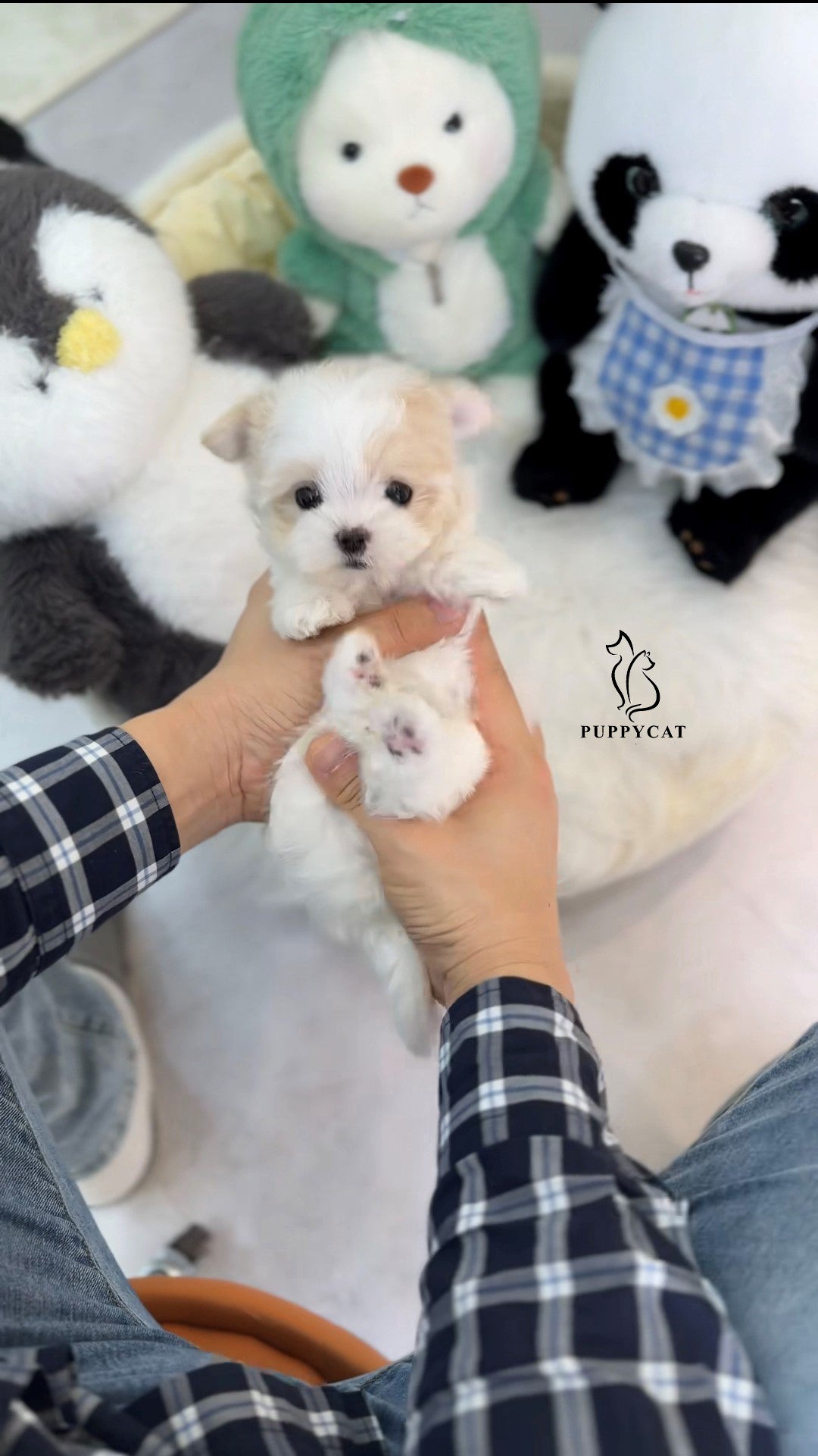 Mini Maltipoo- Jack (Singapore shipping fee included)