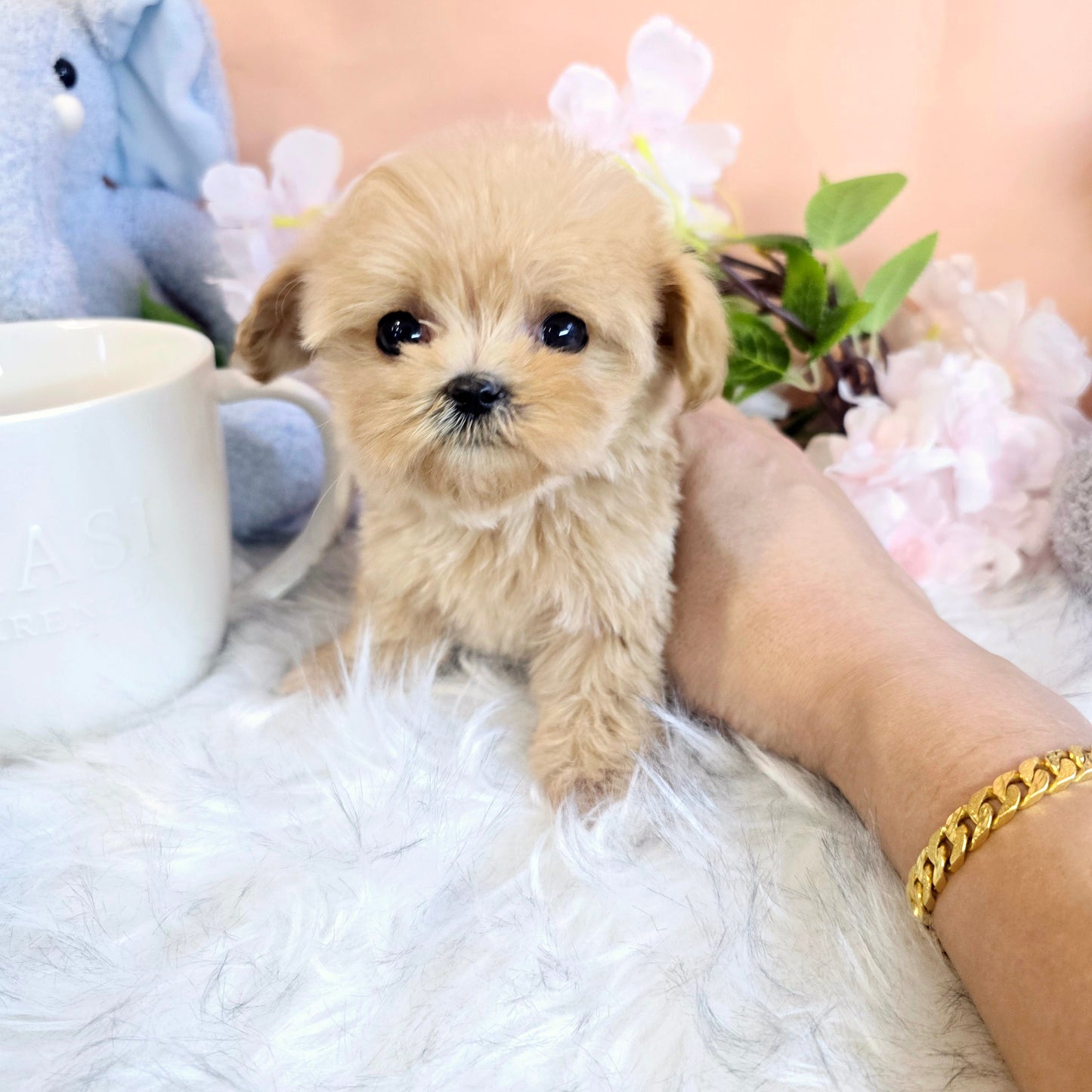 Mini Maltipoo- Mia(Singapore shipping fee included)