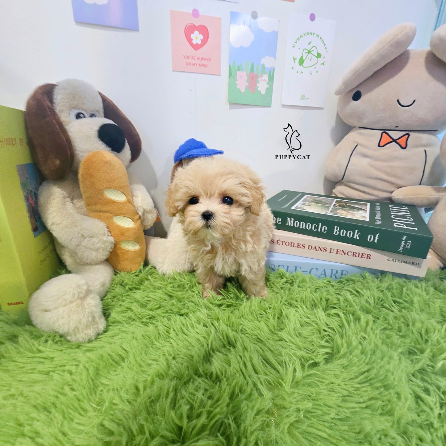 Mini Maltipoo for sale-Hera