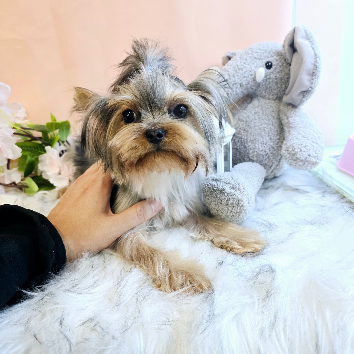 Yorkshire Terrier for sale-Terry