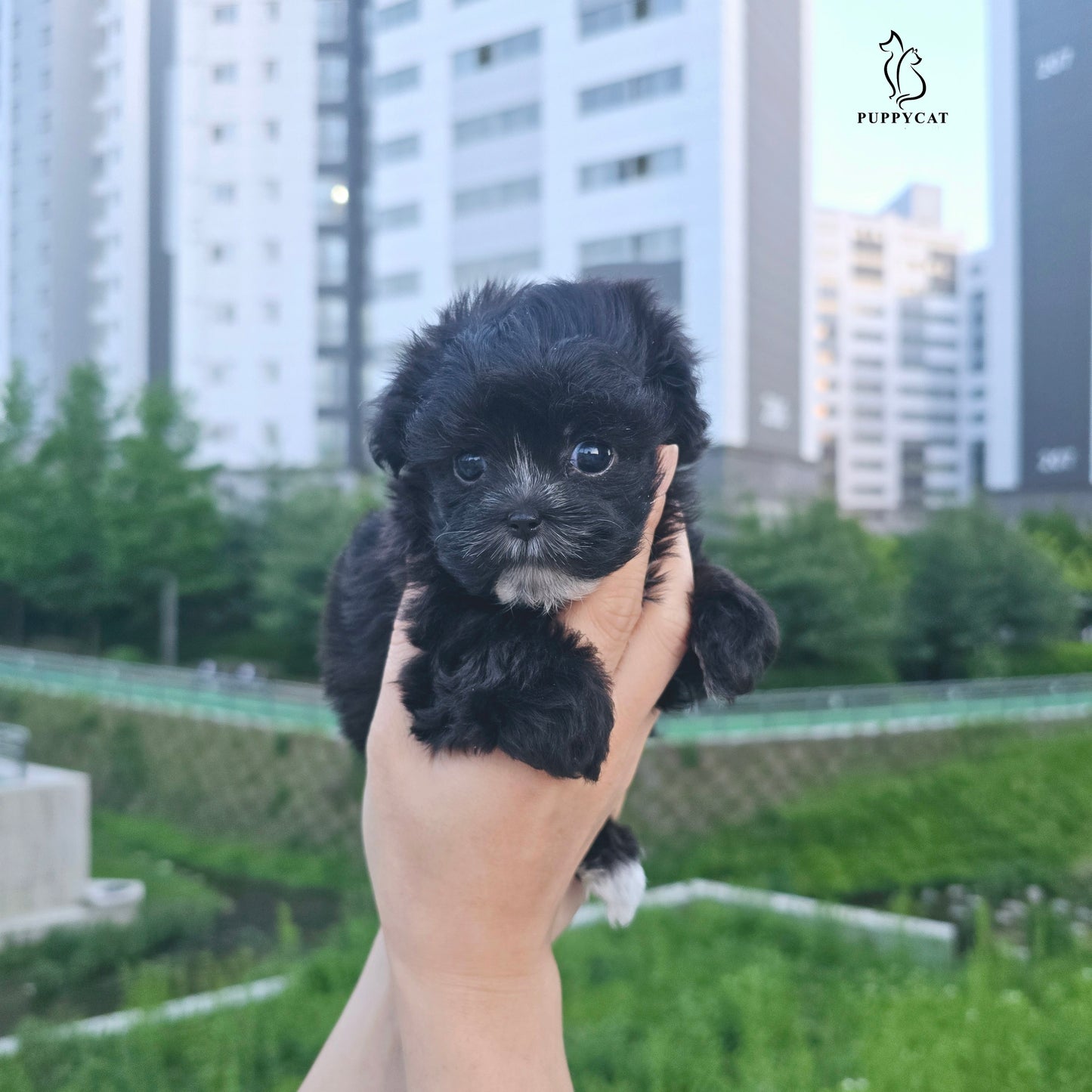 Mini Maltipoo-Burch (Singapore shipping fee included)