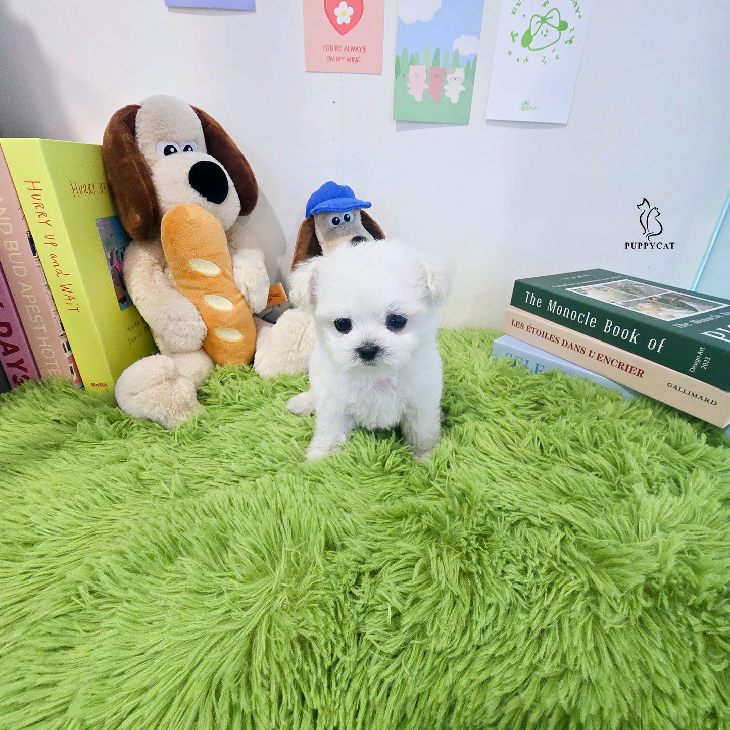 Mini Bichon Frise- Tory (Singapore shipping fee included)