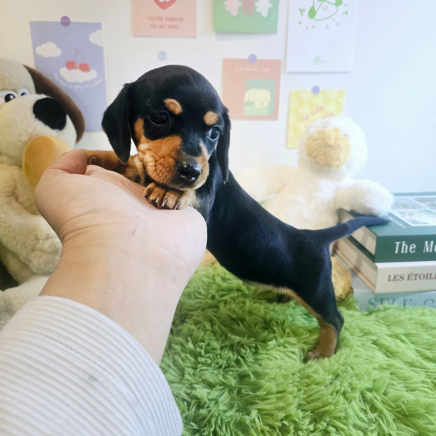 Dachshund- Kammy (Singapore shipping fee included)