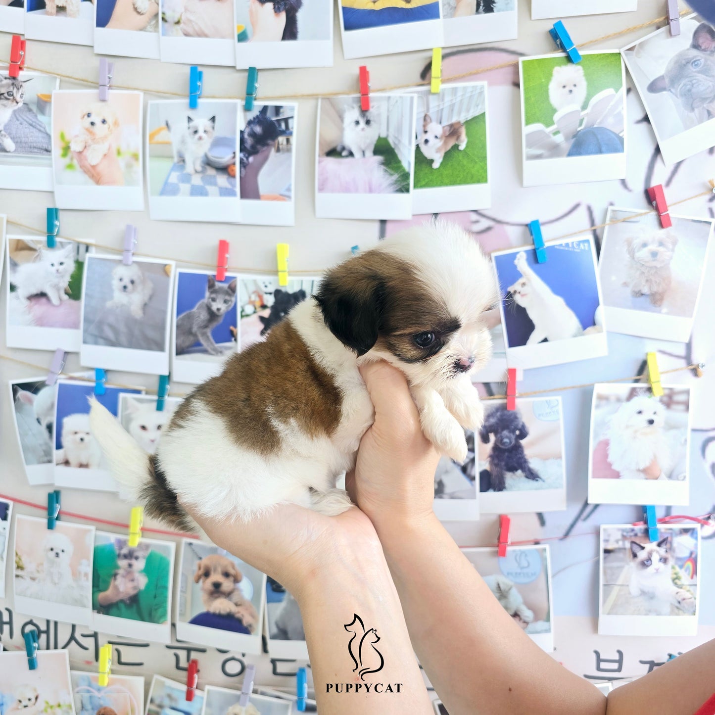 Mini Maltichu for sale-Siroo