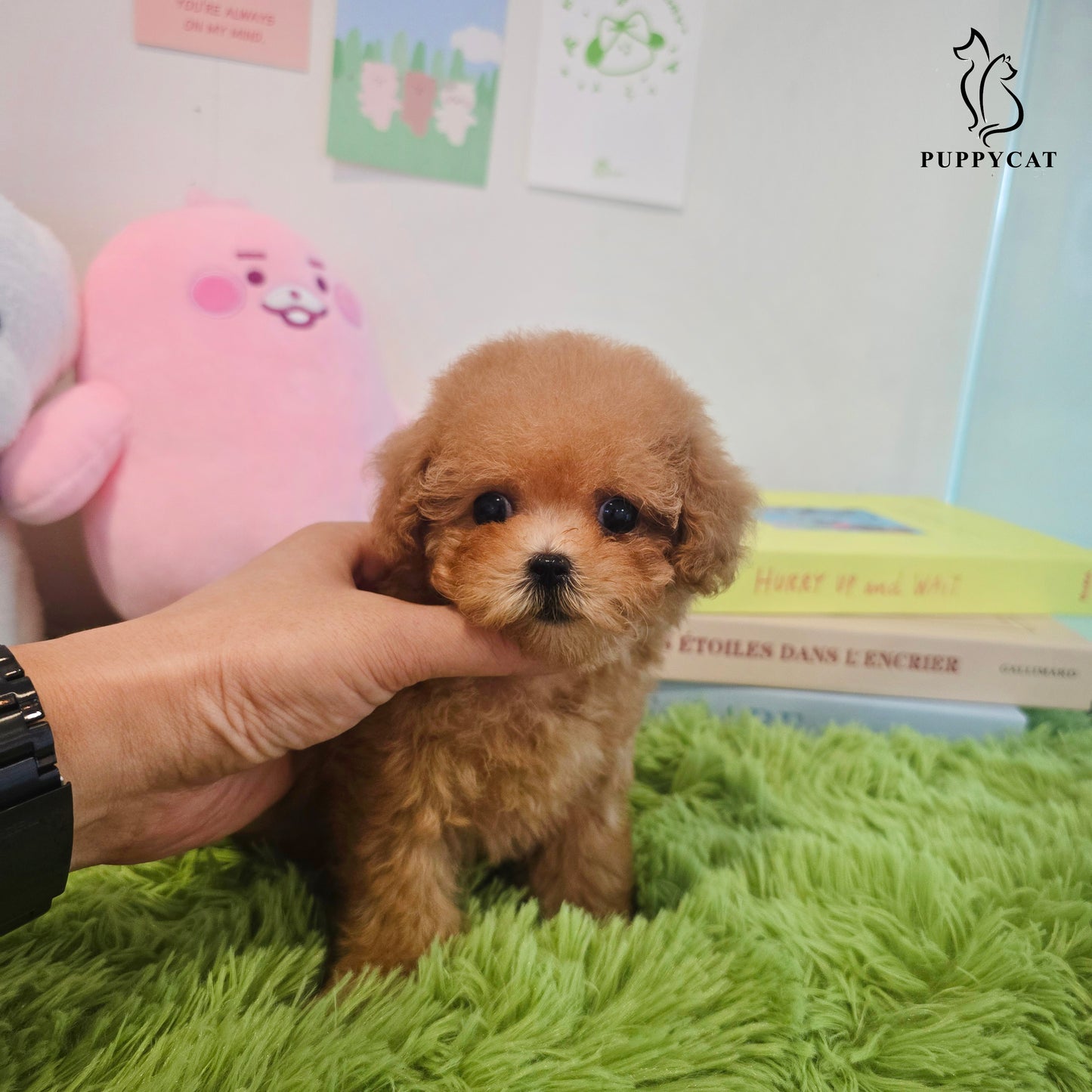 Toy poodle for sale-Venny