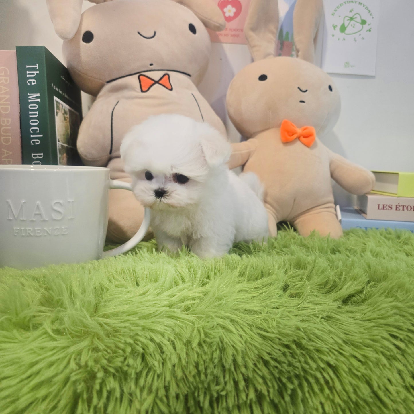 Mini Maltese- Rooney (Singapore shipping fee included)