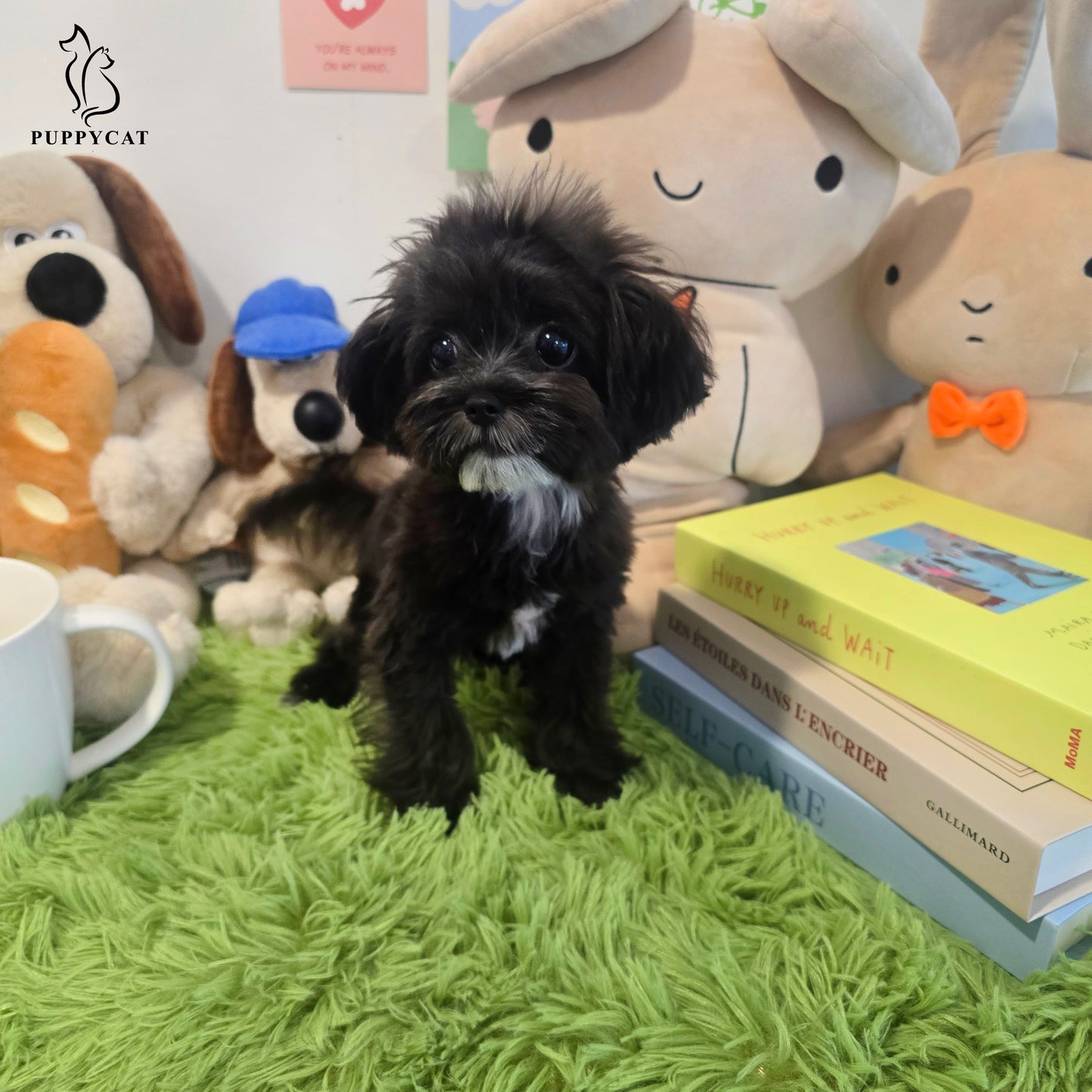 Mini Maltipoo for sale-Burch