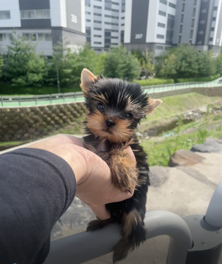 Yorkshire Terrier-Kong (Singapore shipping fee included)
