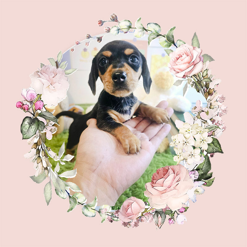 Dachshund- Kammy (Singapore shipping fee included)