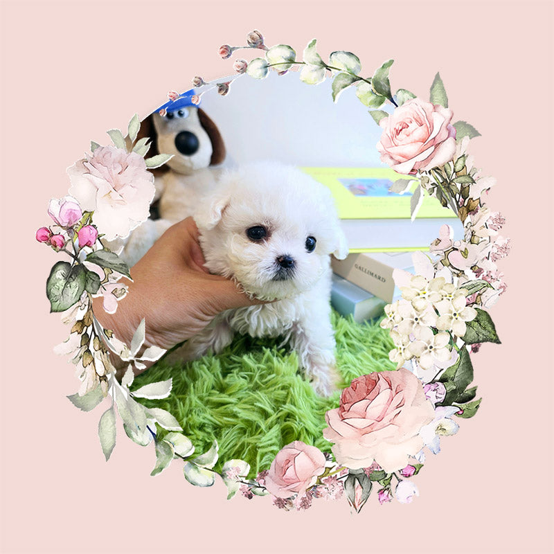 Mini Bichon Frise for sale-Seolki