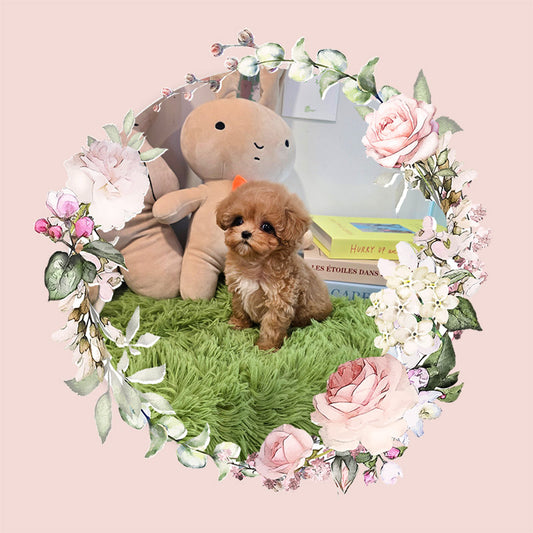 Mini Maltipoo for sale-Kkomi