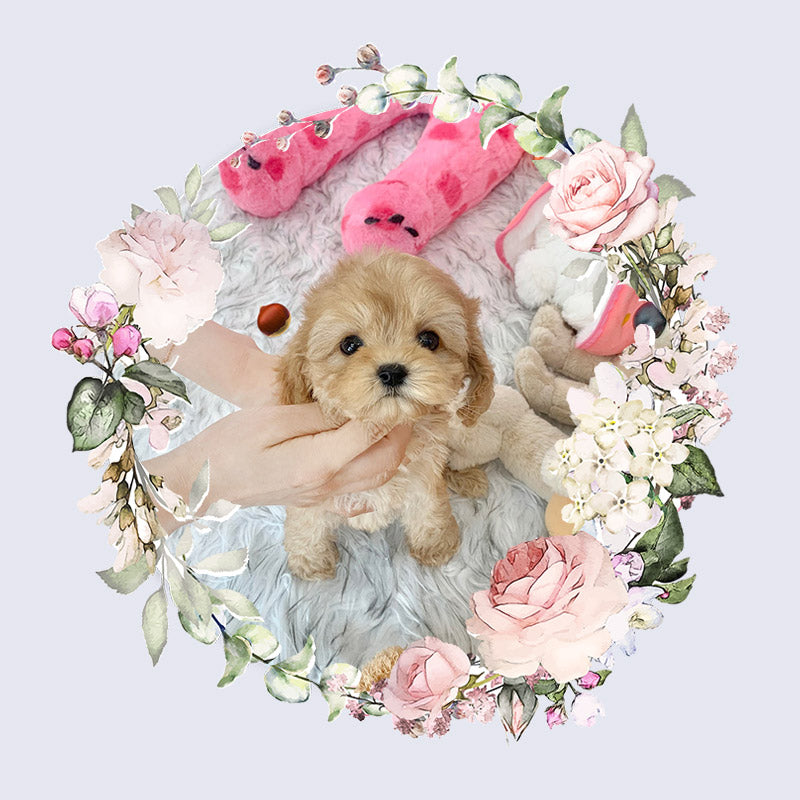 Mini Goldendoodle - Oscar (Singapore shipping fee included)