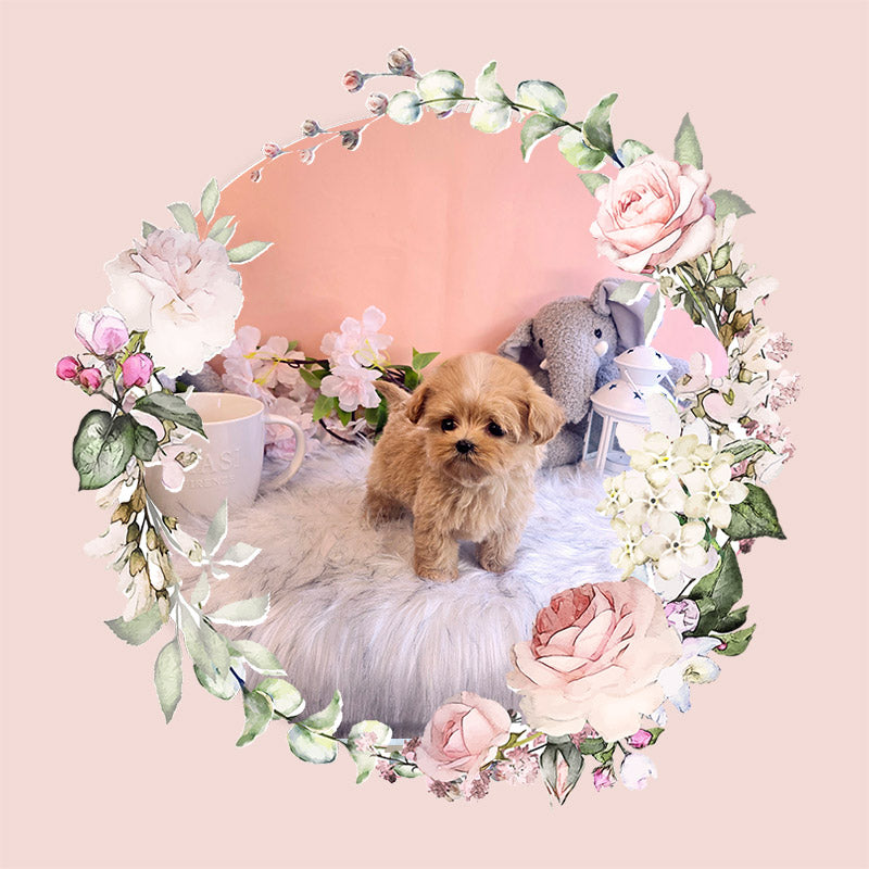 Mini Maltipoo- Mia(Singapore shipping fee included)