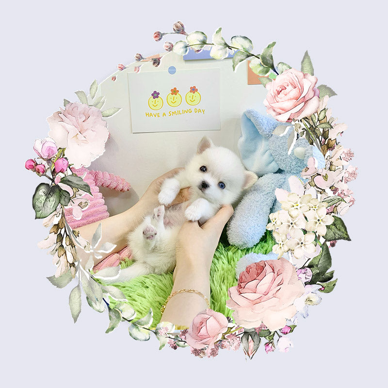 Pomsky for sale- Louie