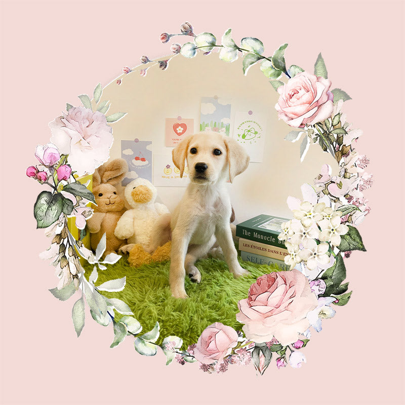 Retriever- Mungchi (Singapore shipping fee included)