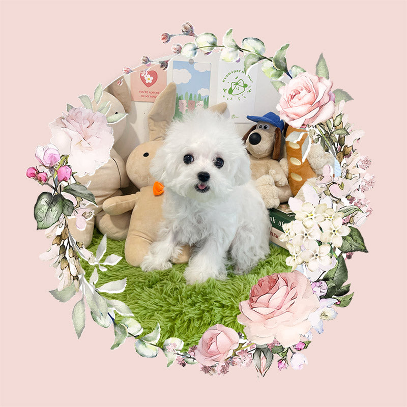 Mini Bichon Frise- PRADA (Singapore shipping fee included)