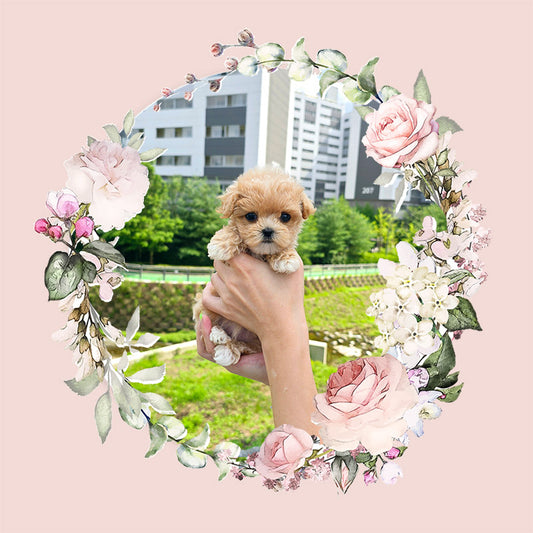 Mini Maltipoo for sale-Kiss