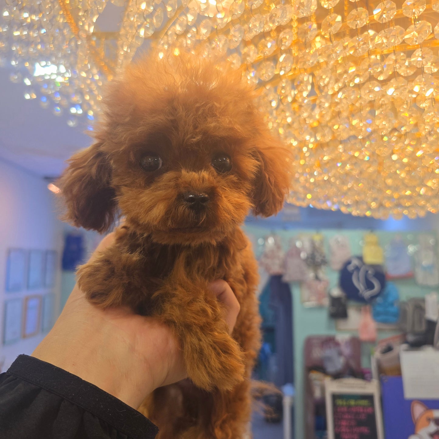 Tiny poodle for sale-Teddy