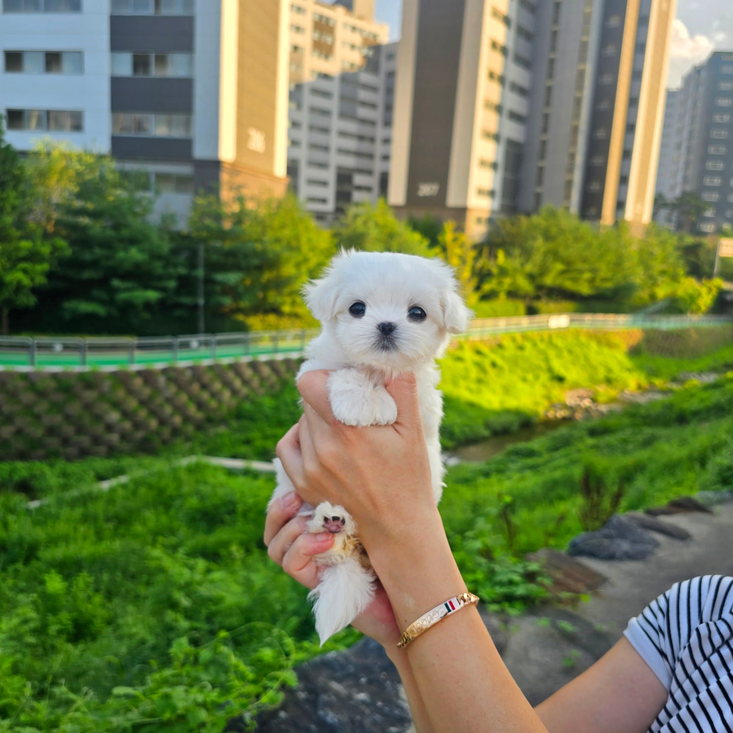 Mini Maltese- Yomi (Singapore shipping fee included)