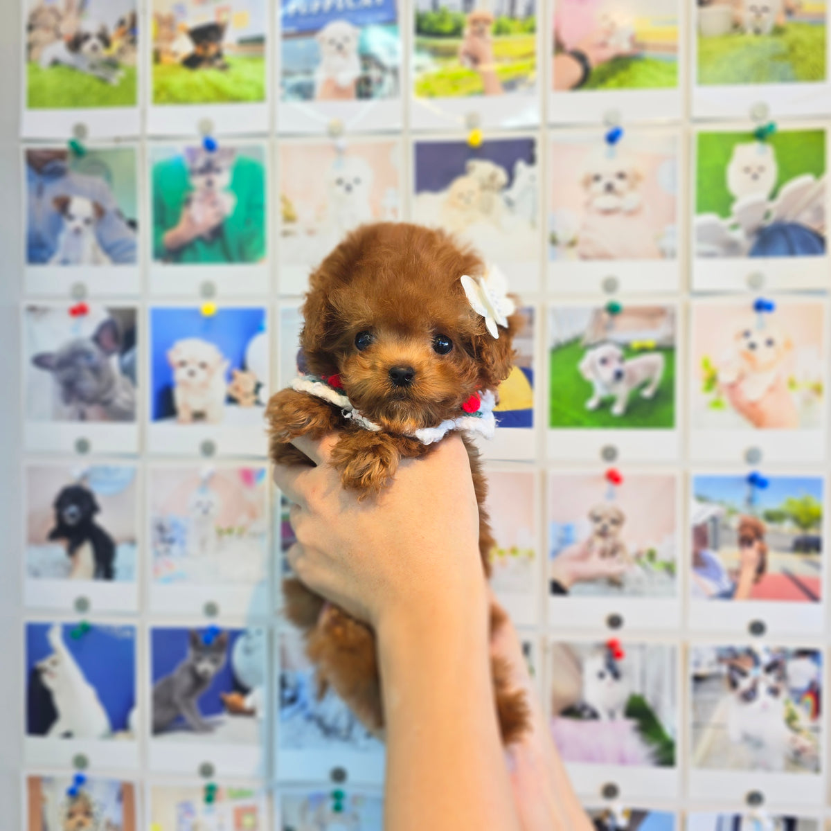 Toy poodle for sale-Adam