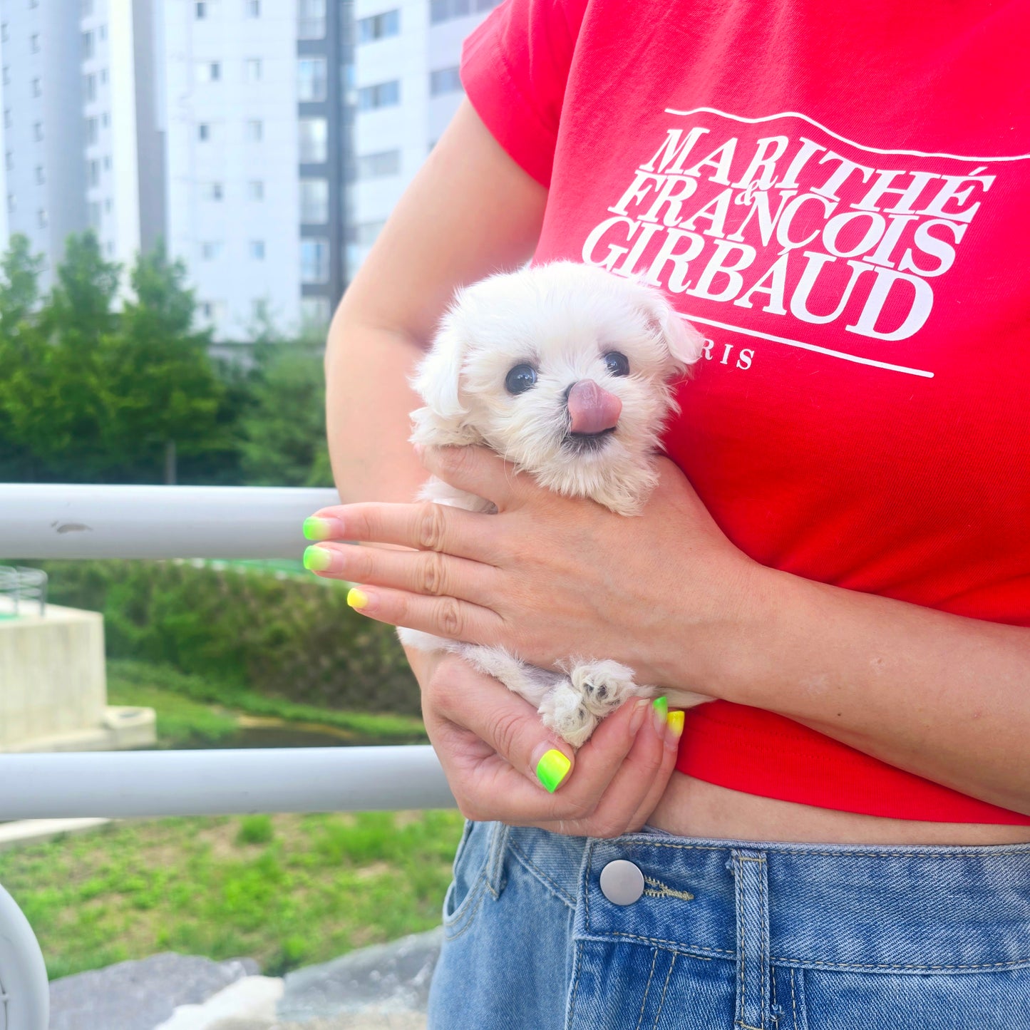 Mini Maltese for sale - Karina