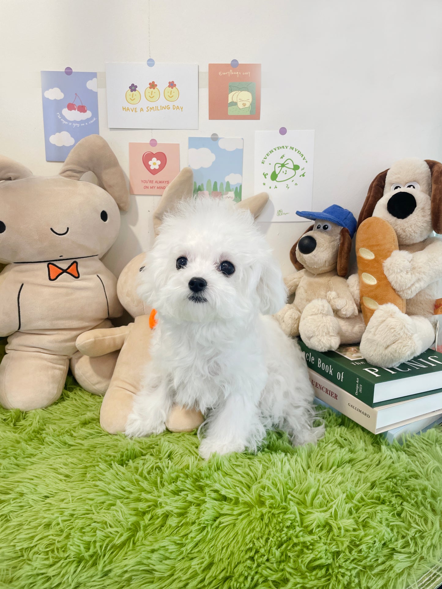 Mini Bichon Frise- PRADA (Singapore shipping fee included)