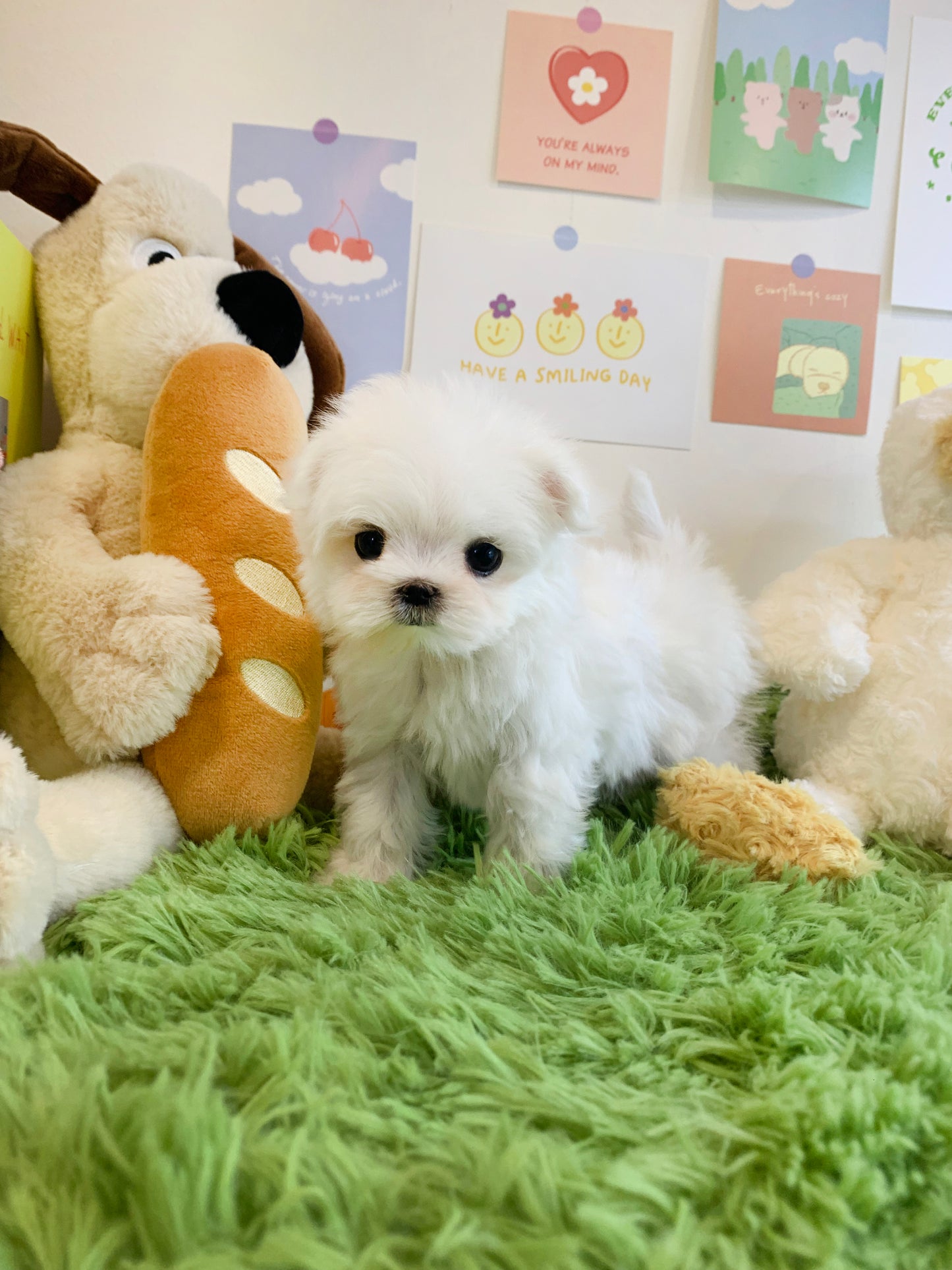 Mini Maltese for sale - Givenchy