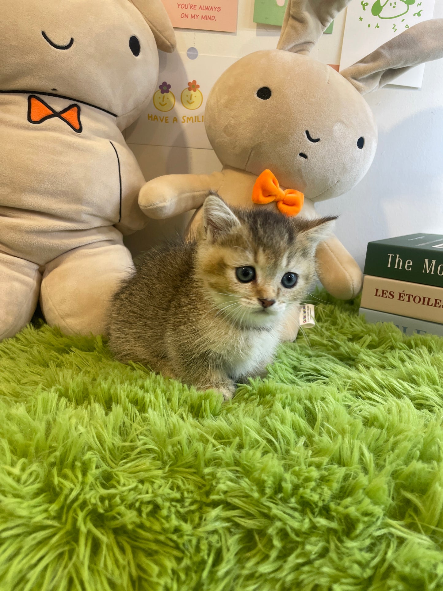 Munchkin Cat for sale-Gucci