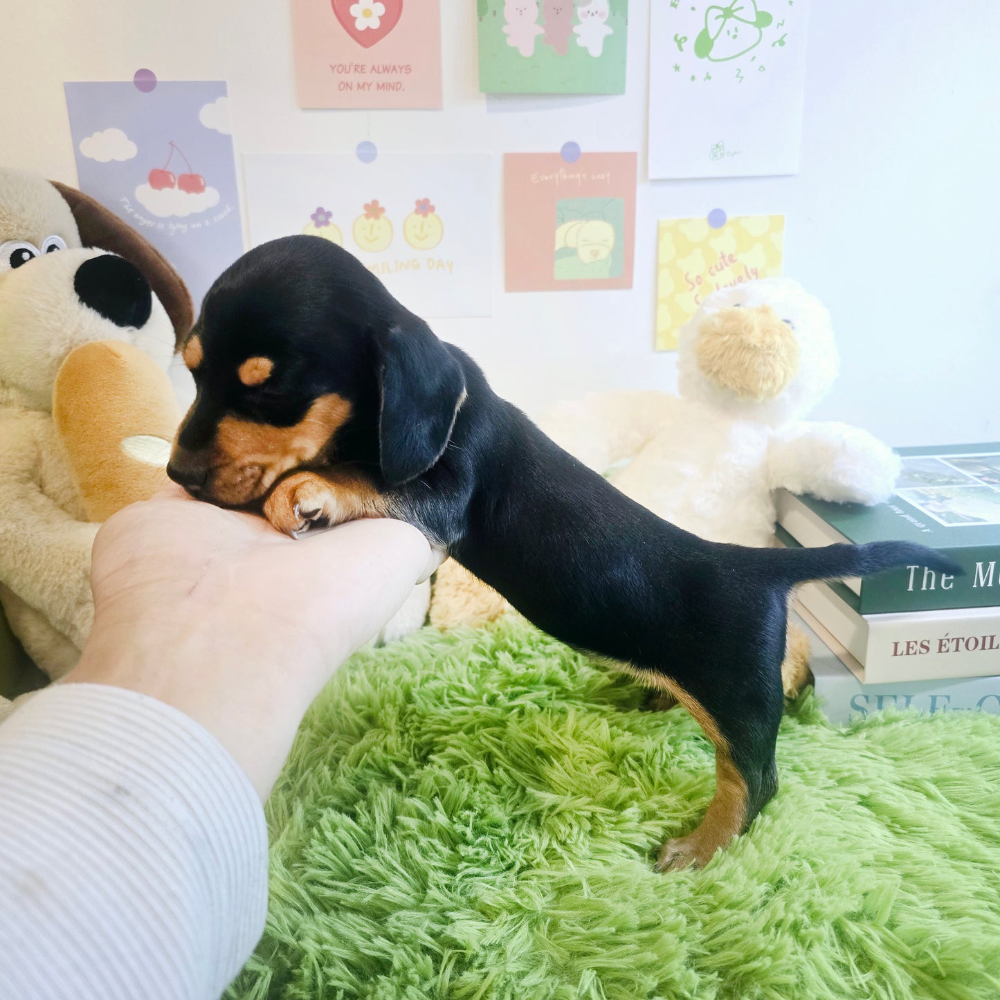 Dachshund- Kammy (Singapore shipping fee included)