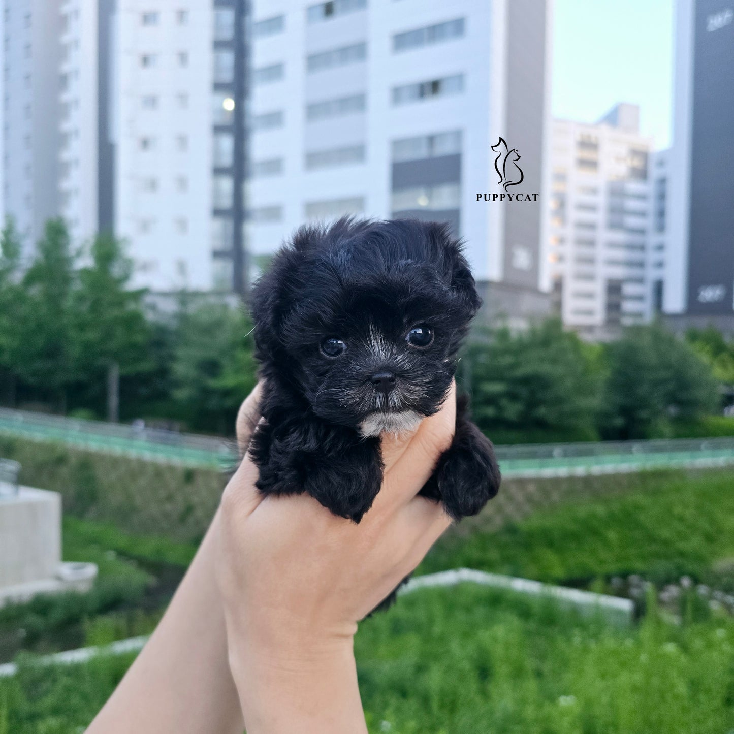 Mini Maltipoo for sale-Burch