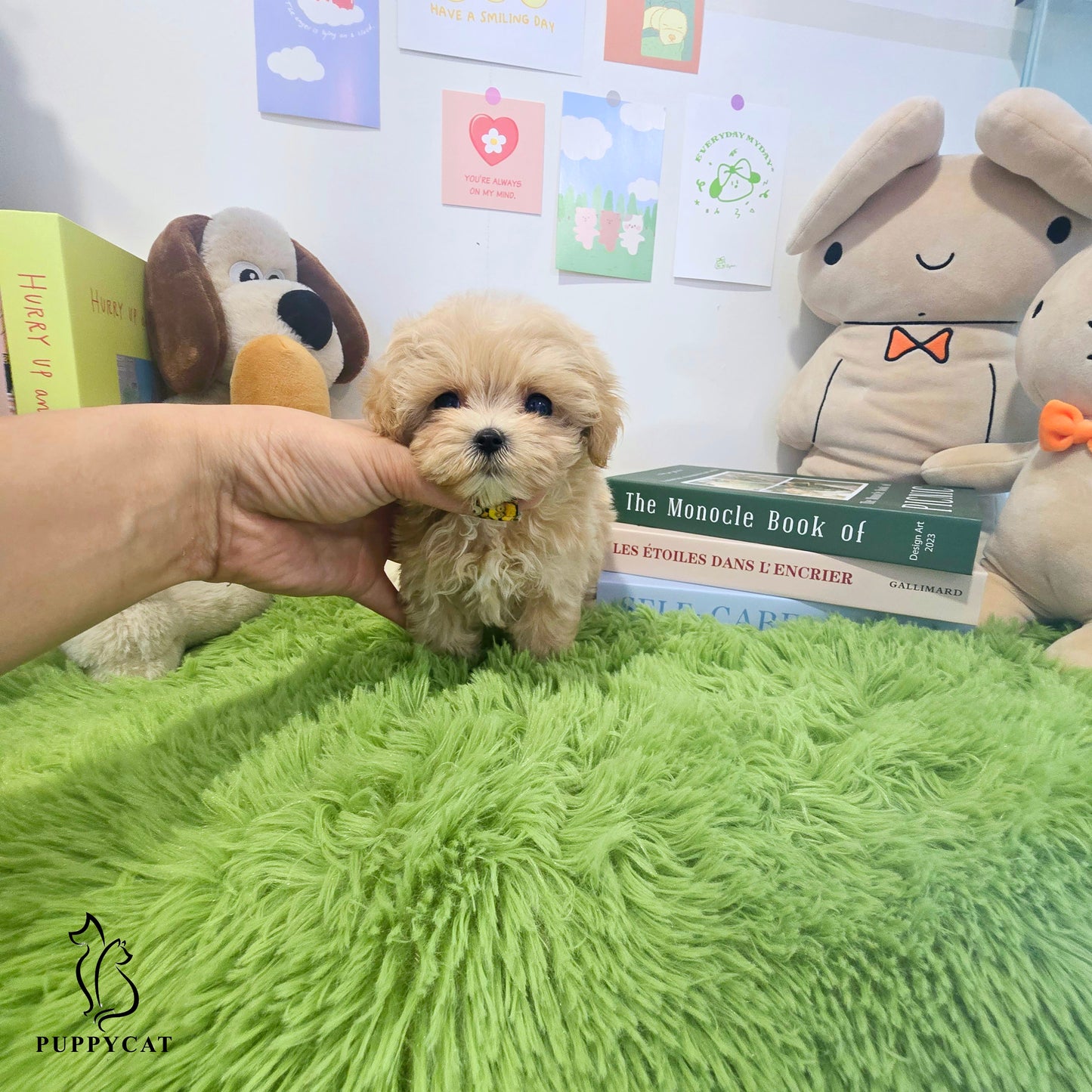 Mini Maltipoo for sale-Hera