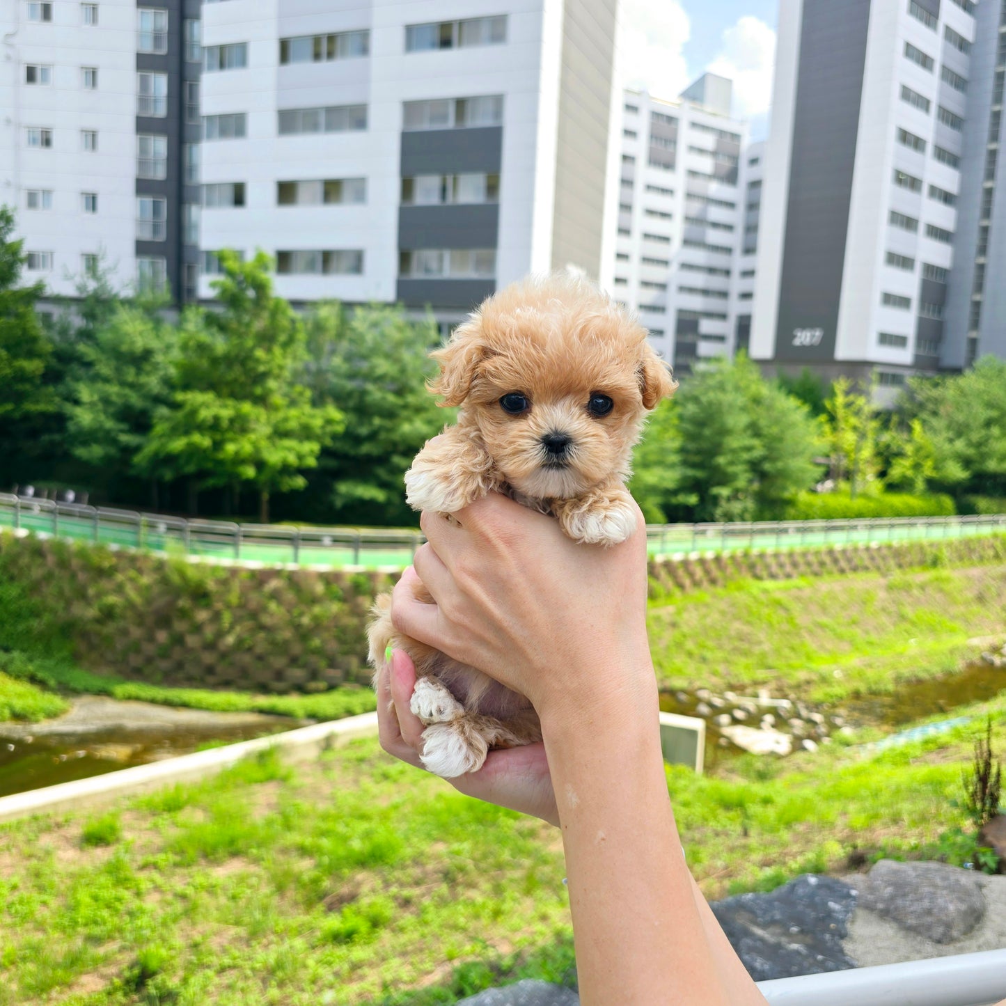Mini Maltipoo for sale-Kiss