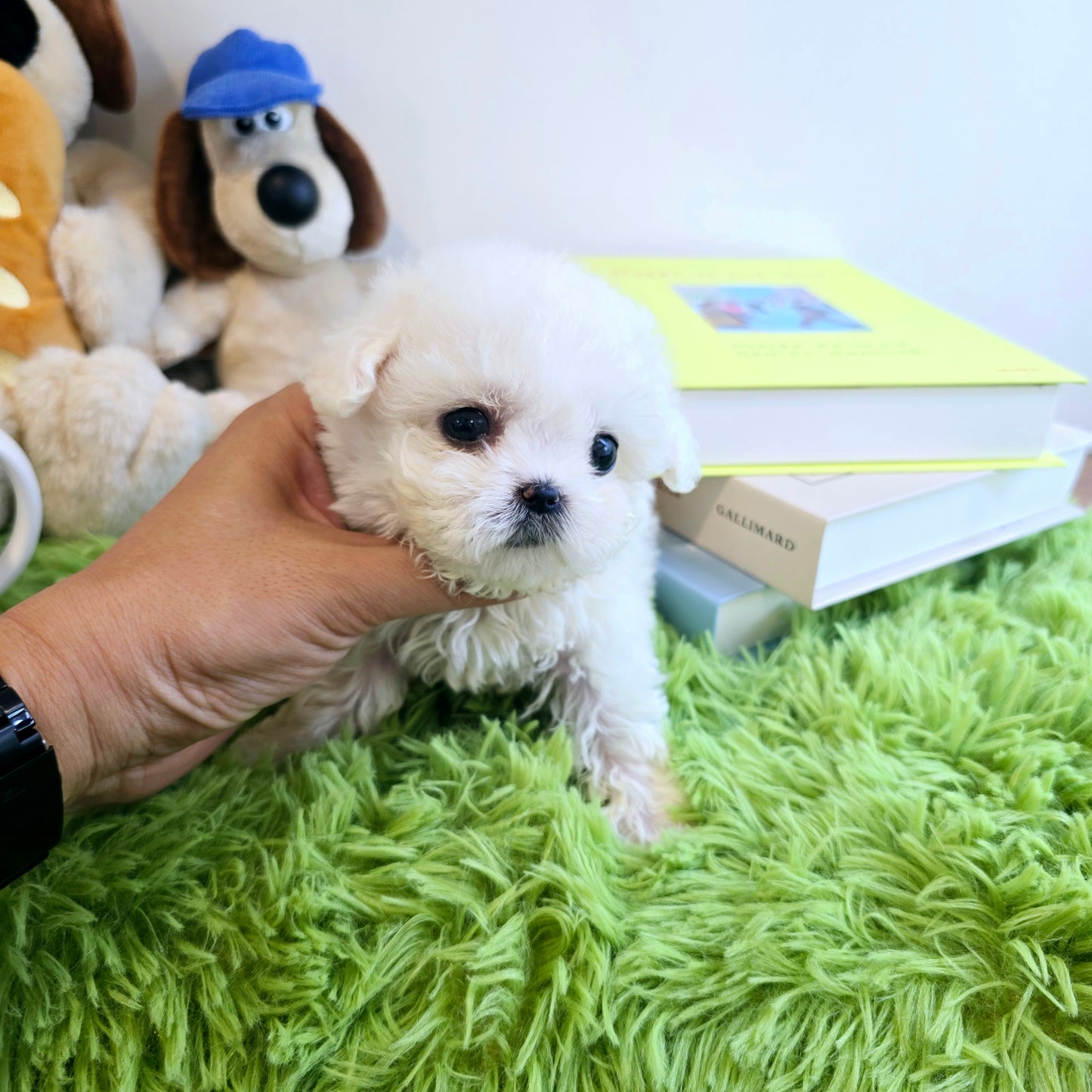 Mini Bichon Frise for sale-Seolki