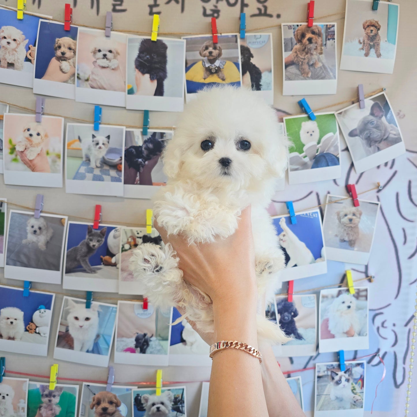 Mini Bichon Frise for sale-Seolki