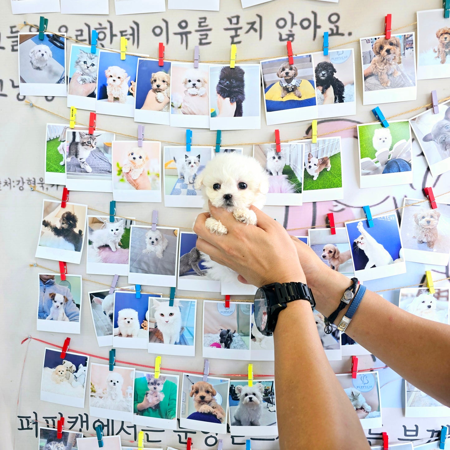 Mini Bichon Frise for sale-Seolki
