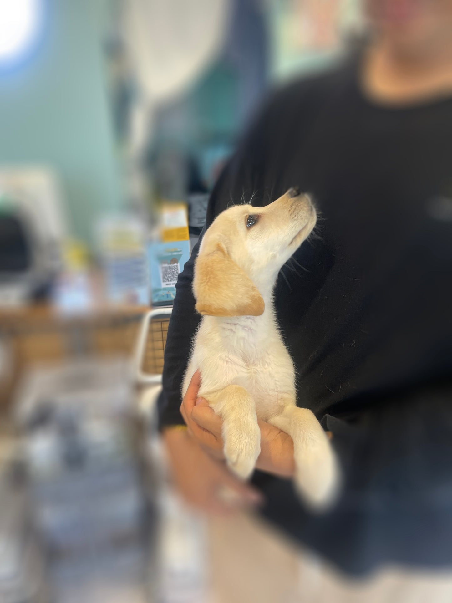 Retriever- Mungchi (Singapore shipping fee included)