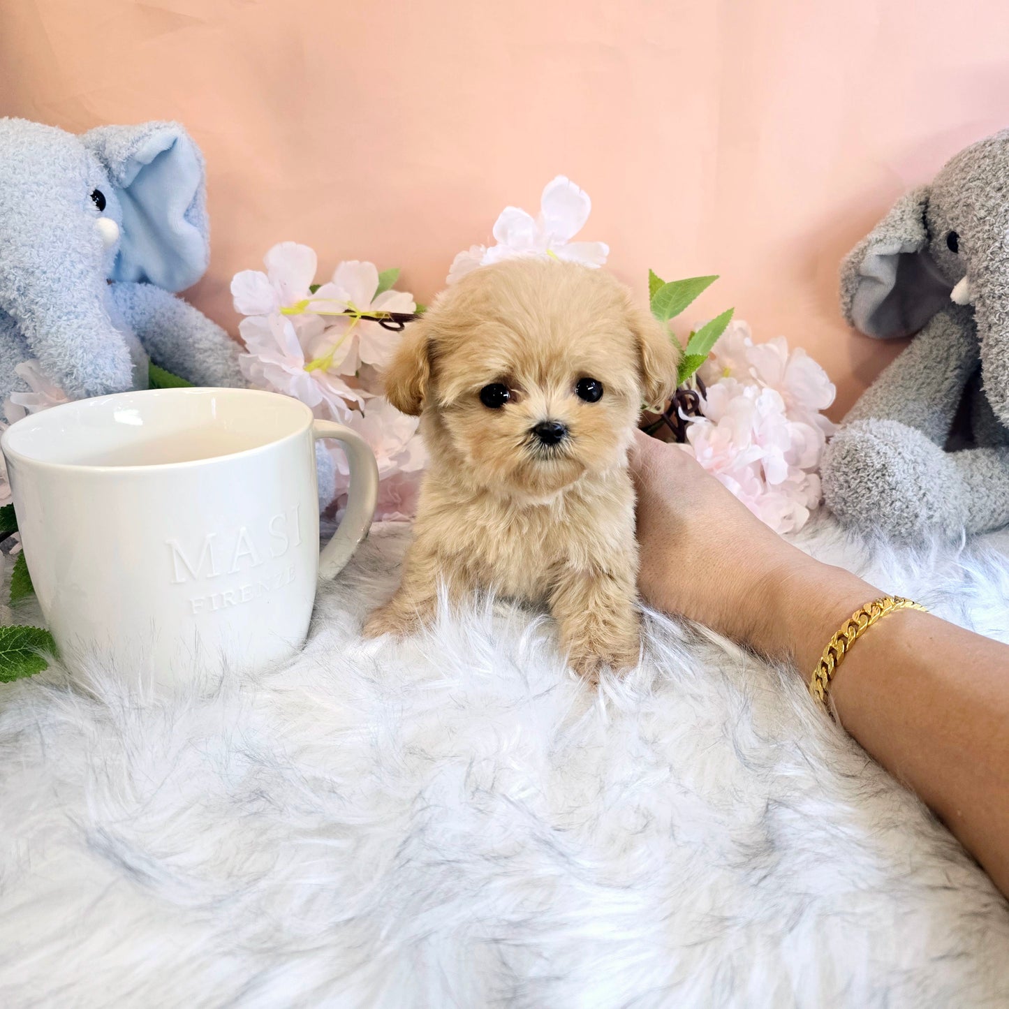 Mini Maltipoo- Mia(Singapore shipping fee included)