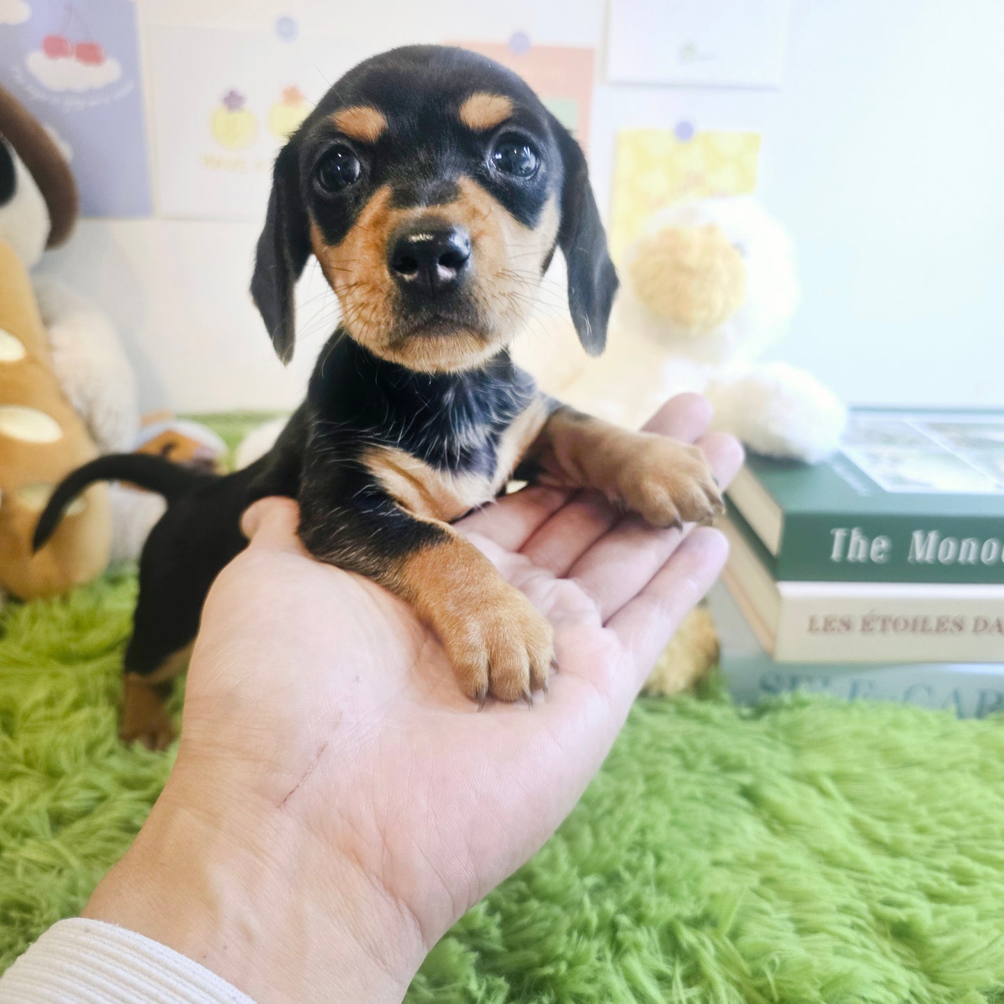 Dachshund- Kammy (Singapore shipping fee included)