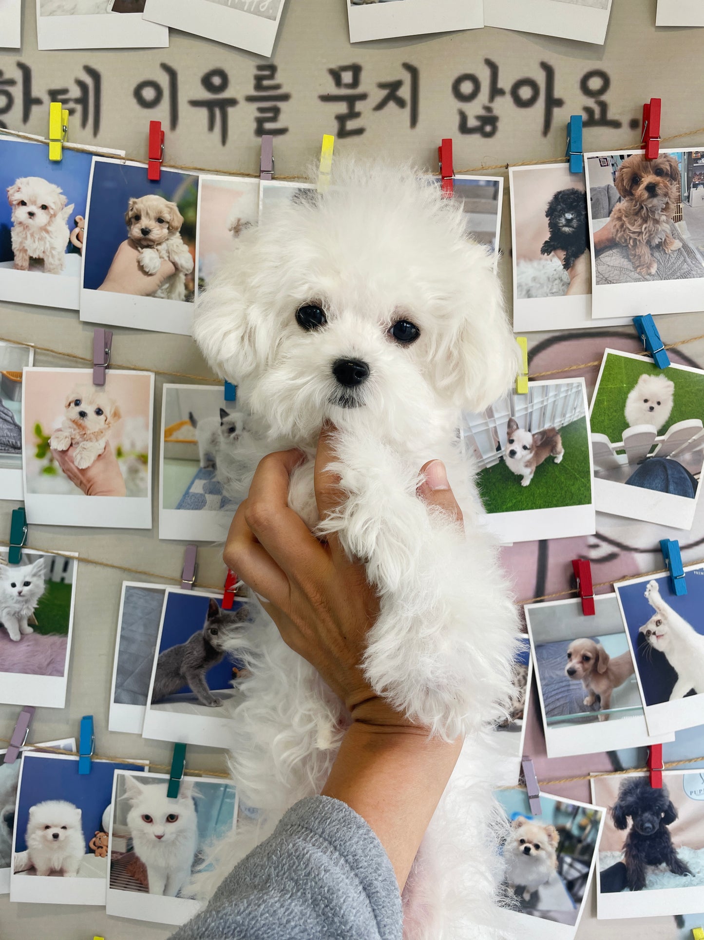 Mini Bichon Frise- PRADA (Singapore shipping fee included)