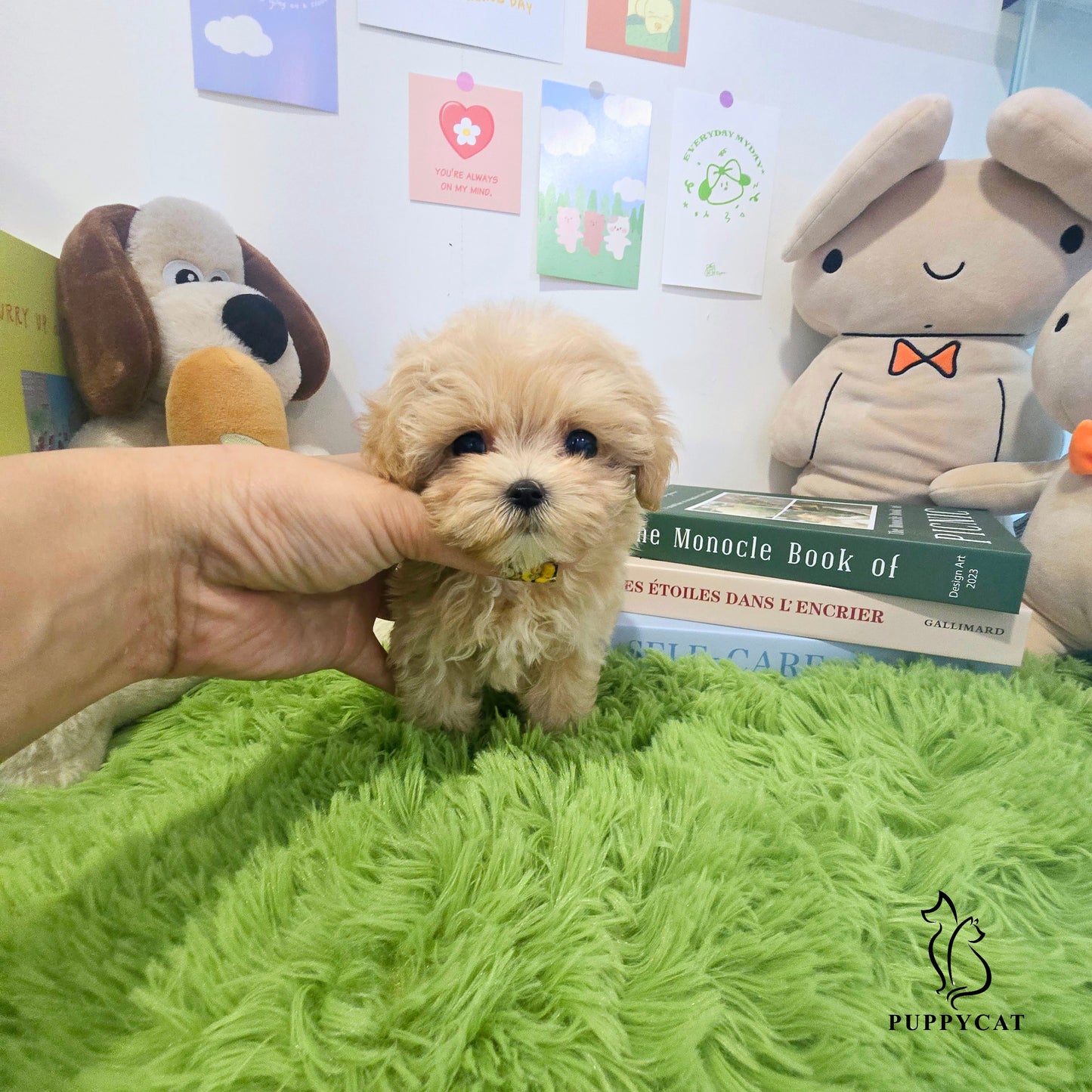 Mini Maltipoo- Hera (Singapore shipping fee included)