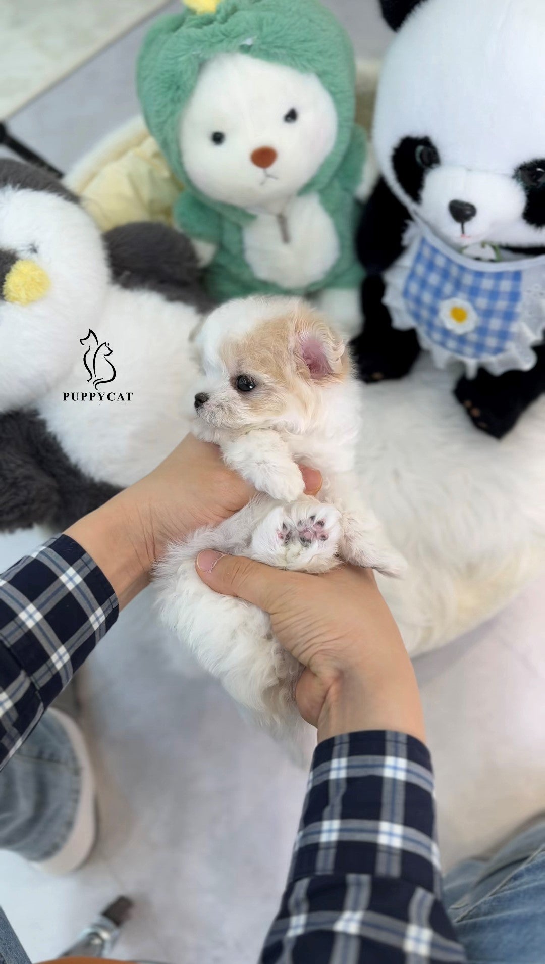 Mini Maltipoo- Jack (Singapore shipping fee included)