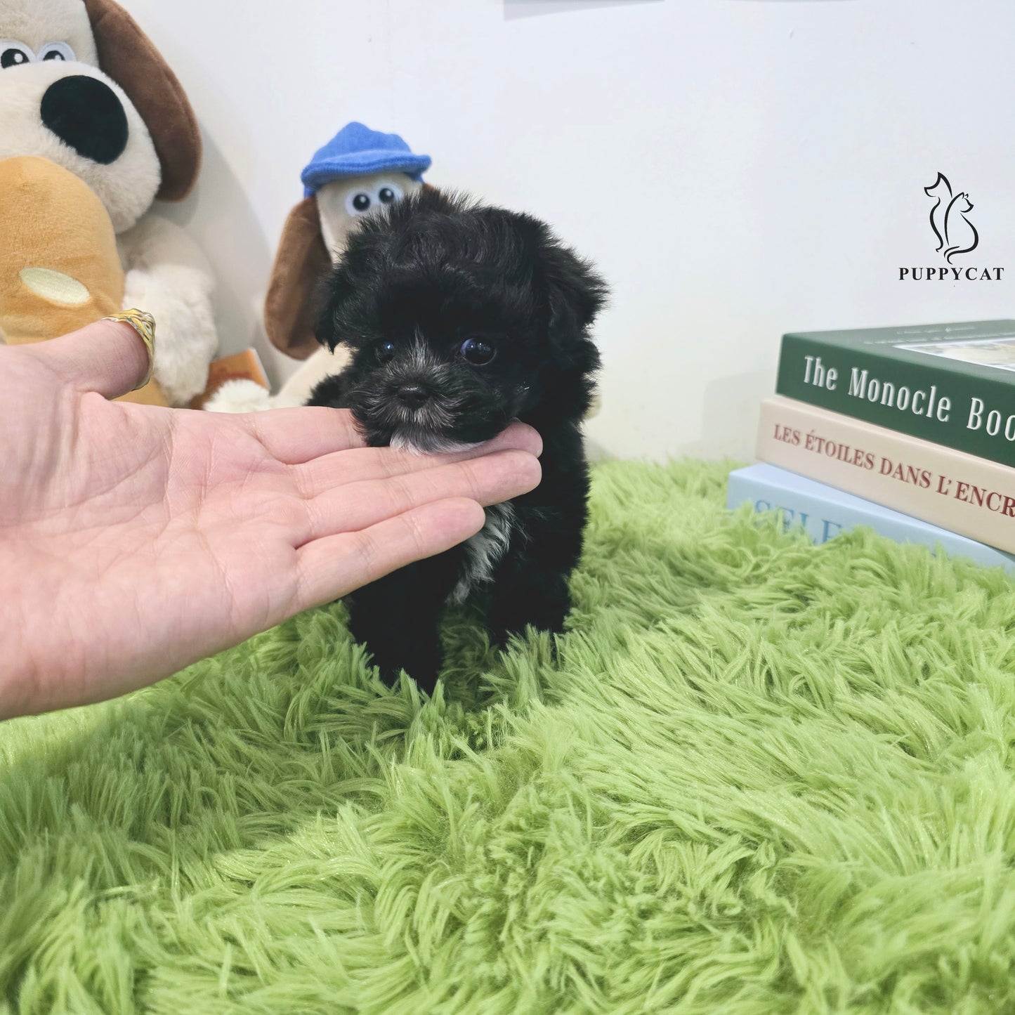 Mini Maltipoo for sale-Burch