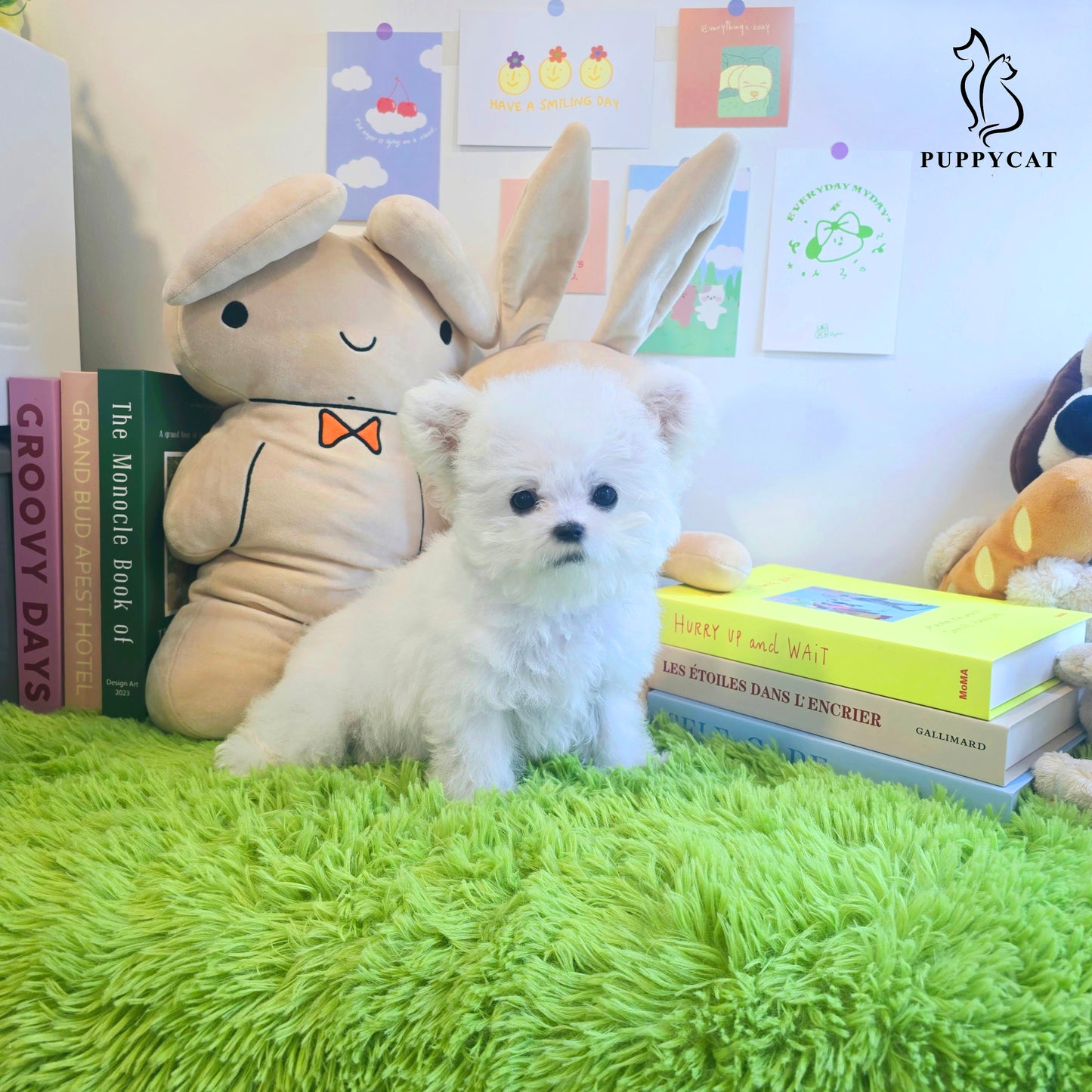 Mini Bichon Frise- Tory (Singapore shipping fee included)