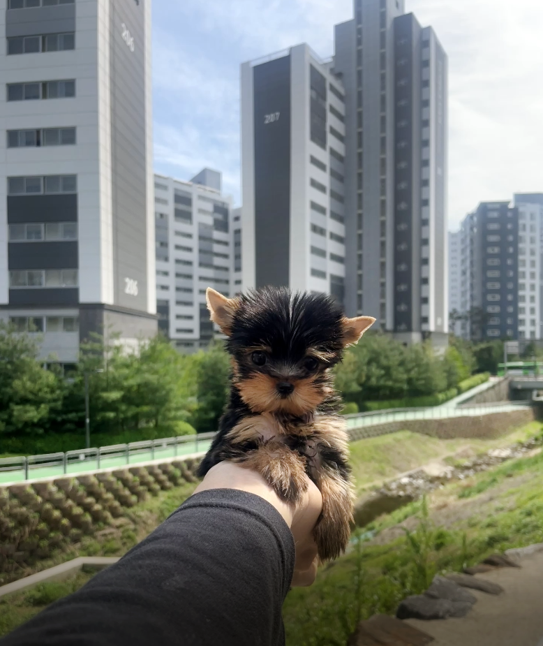 Yorkshire Terrier for sale-Kong