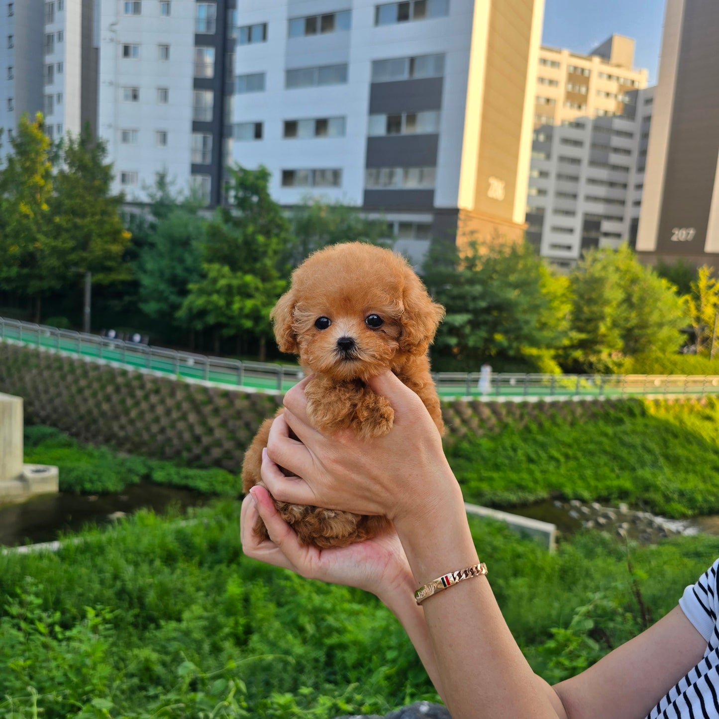 Toy poodle- Venny (Singapore shipping fee included)