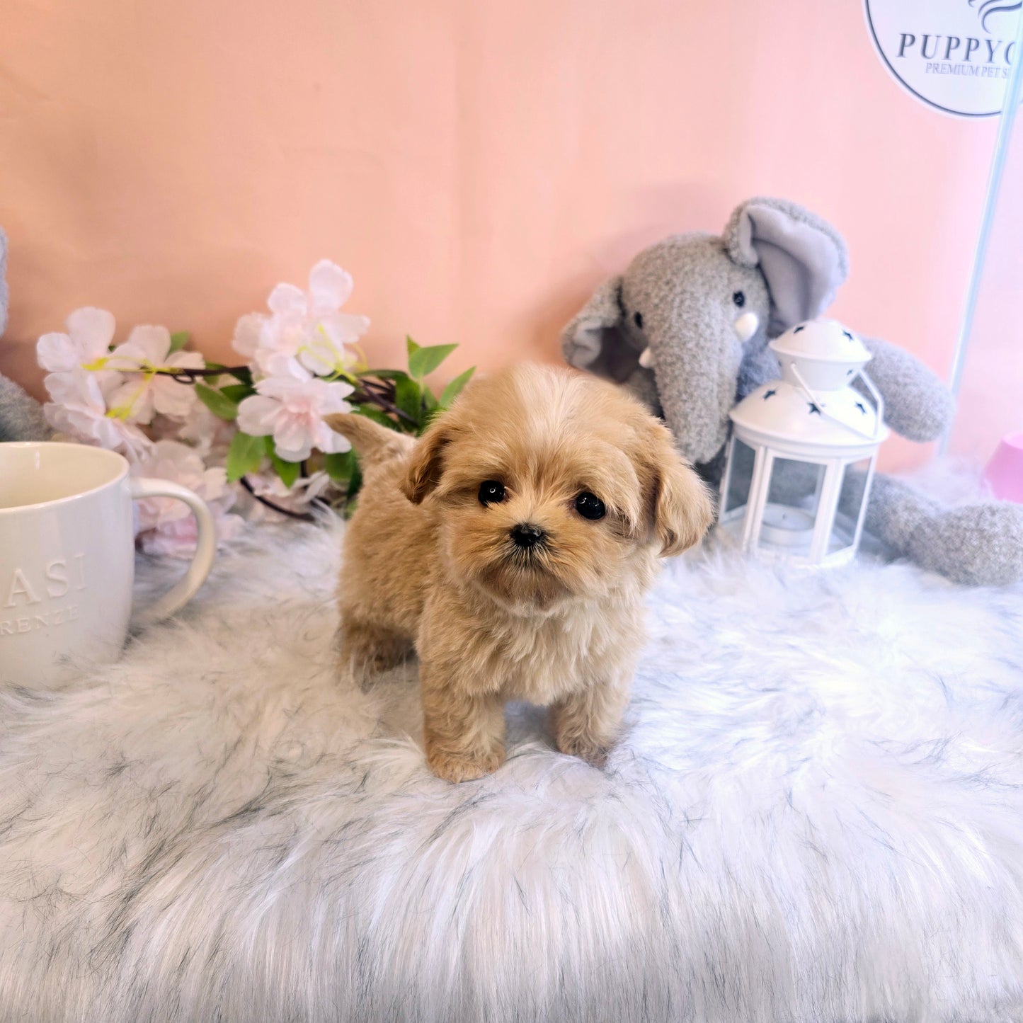 Mini Maltipoo- Mia(Singapore shipping fee included)