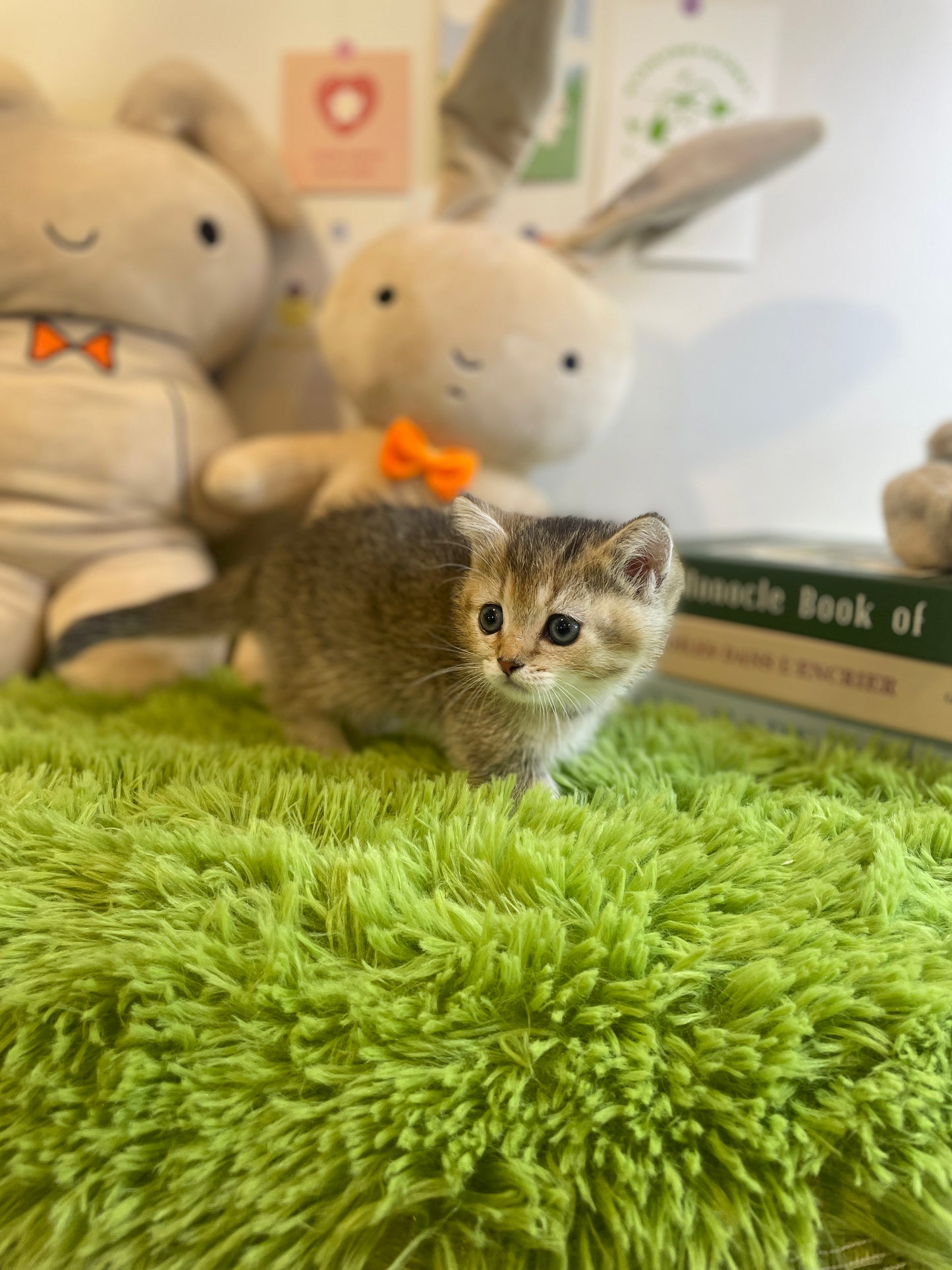 Munchkin Cat for sale-Gucci